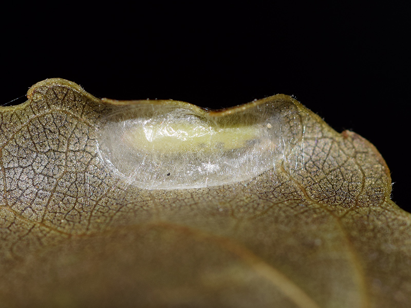 Caloptilia stigmatella -  Gracillariidae: larva, pupa, adulto